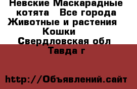 Невские Маскарадные котята - Все города Животные и растения » Кошки   . Свердловская обл.,Тавда г.